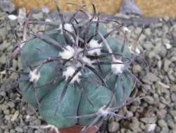 Echinocactus horizonthalonius Castaňas, pot 5,5 cm - 12401961