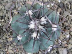 Echinocactus horizonthalonius Castaňas, pot 5,5 cm - 12401962