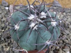 Echinocactus horizonthalonius Castaňas, pot 5,5 cm