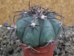 Echinocactus horizonthalonius Castaňas, pot 5,5 cm - 12401964