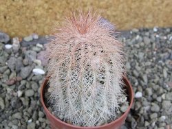 Echinocereus bayleyi DJF 1327 Oklahoma Park pot 6,5 cm