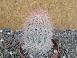 Echinocereus bayleyi DJF 1327 Oklahoma Park pot 6,5 cm - 12401967