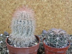 Echinocereus bayleyi DJF 1327 Oklahoma Park pot 6,5 cm - 12401968