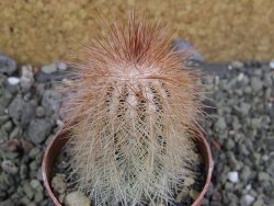 Echinocereus bayleyi DJF 1327 Oklahoma Park pot 6,5 cm - 12401970