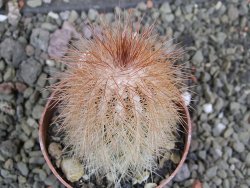 Echinocereus bayleyi DJF 1327 Oklahoma Park pot 6,5 cm - 12401971