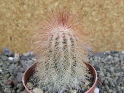 Echinocereus bayleyi DJF 1327 Oklahoma Park pot 6,5 cm - 12401972