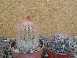 Echinocereus bayleyi DJF 1327 Oklahoma Park pot 6,5 cm - 12401973