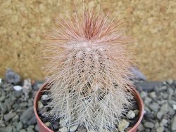 Echinocereus bayleyi DJF 1327 Oklahoma Park pot 6,5 cm