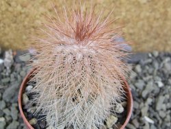 Echinocereus bayleyi DJF 1327 Oklahoma Park pot 6,5 cm - 12401975