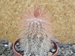 Echinocereus bayleyi DJF 1327 Oklahoma Park pot 6,5 cm - 12401976