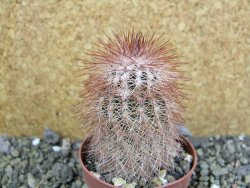 Echinocereus bayleyi DJF 1327 Oklahoma Park pot 6,5 cm - 12401977