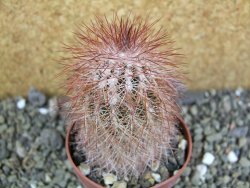 Echinocereus bayleyi DJF 1327 Oklahoma Park pot 6,5 cm - 12401978