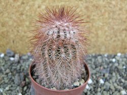 Echinocereus bayleyi DJF 1327 Oklahoma Park pot 6,5 cm