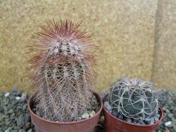 Echinocereus bayleyi DJF 1327 Oklahoma Park pot 6,5 cm - 12401980