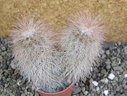 Echinocereus bayleyi DJF 1327 Oklahoma Park pot 5,5 cm - 12401982