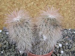 Echinocereus bayleyi DJF 1327 Oklahoma Park pot 5,5 cm - 12401983