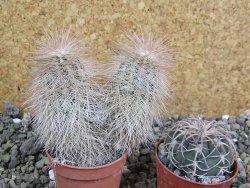 Echinocereus bayleyi DJF 1327 Oklahoma Park pot 5,5 cm - 12401984