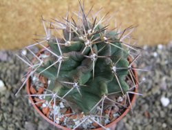 Echinocereus triglochidiatus pot 8,5 cm - 12401986