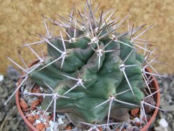 Echinocereus triglochidiatus pot 8,5 cm - 12401987