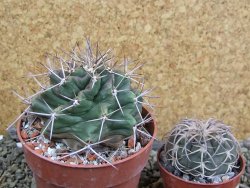 Echinocereus triglochidiatus pot 8,5 cm - 12401988