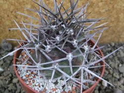 Echinocereus triglochidiatus pot 8,5 cm - 12401990