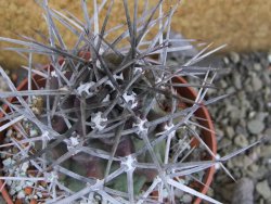 Echinocereus triglochidiatus pot 8,5 cm - 12401991