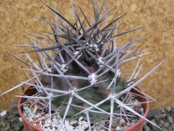 Echinocereus triglochidiatus pot 8,5 cm - 12401992