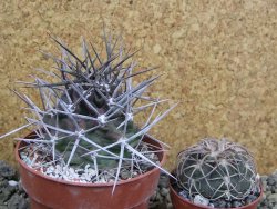 Echinocereus triglochidiatus pot 8,5 cm - 12401993