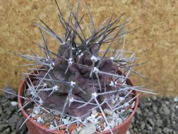 Echinocereus triglochidiatus pot 8,5 cm