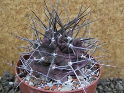 Echinocereus triglochidiatus pot 8,5 cm - 12401995