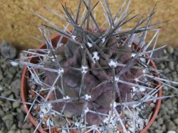 Echinocereus triglochidiatus pot 8,5 cm - 12401996