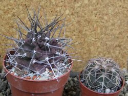 Echinocereus triglochidiatus pot 8,5 cm - 12401997