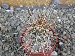 Echinocereus engelmannii pot 5,5 cm - 12401999