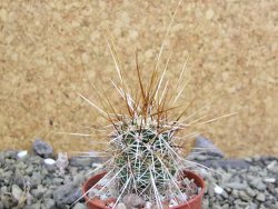 Echinocereus engelmannii pot 5,5 cm - 12402000