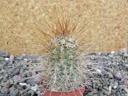 Echinocereus engelmannii pot 5,5 cm - 12402002