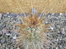 Echinocereus engelmannii pot 5,5 cm - 12402003