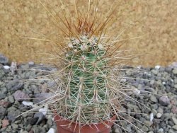 Echinocereus engelmannii pot 5,5 cm - 12402004