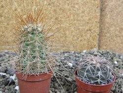 Echinocereus engelmannii pot 5,5 cm - 12402005