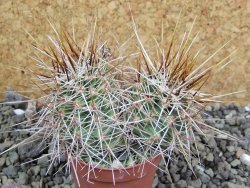 Echinocereus engelmannii pot 5,5 cm - 12402006