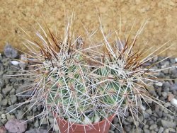 Echinocereus engelmannii pot 5,5 cm - 12402007