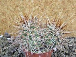 Echinocereus engelmannii pot 5,5 cm