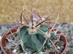 Echinocactus parryi Ciudad Juarez, pot 5,5 cm - 12402031