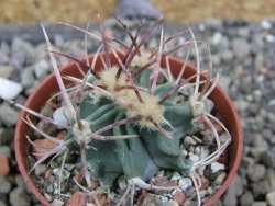 Echinocactus parryi Ciudad Juarez, pot 5,5 cm - 12402032