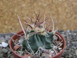 Echinocactus parryi Ciudad Juarez, pot 5,5 cm - 12402033