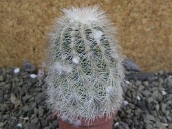 Echinocereus reichenbachii albispinus x bayleyi pot 5,5 cm