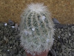 Echinocereus reichenbachii albispinus x bayleyi pot 5,5 cm - 12402035