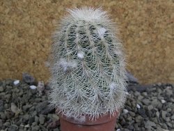 Echinocereus reichenbachii albispinus x bayleyi pot 5,5 cm - 12402036