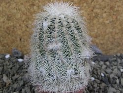 Echinocereus reichenbachii albispinus x bayleyi pot 5,5 cm - 12402037