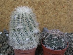 Echinocereus reichenbachii albispinus x bayleyi pot 5,5 cm - 12402038