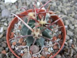 Echinocactus parryi Ciudad Juarez, pot 5,5 cm - 12402040